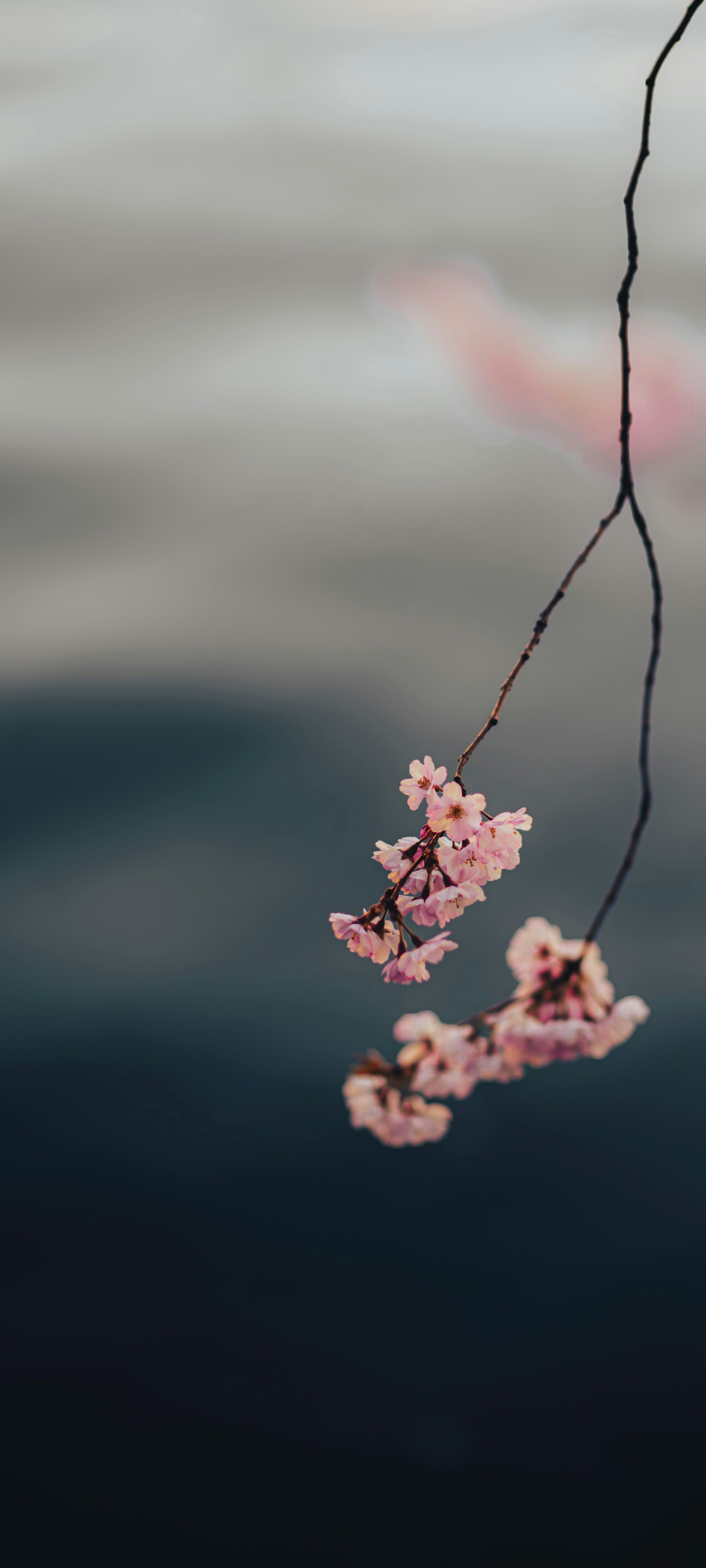 Wallpaper Weekly 31 2025 3