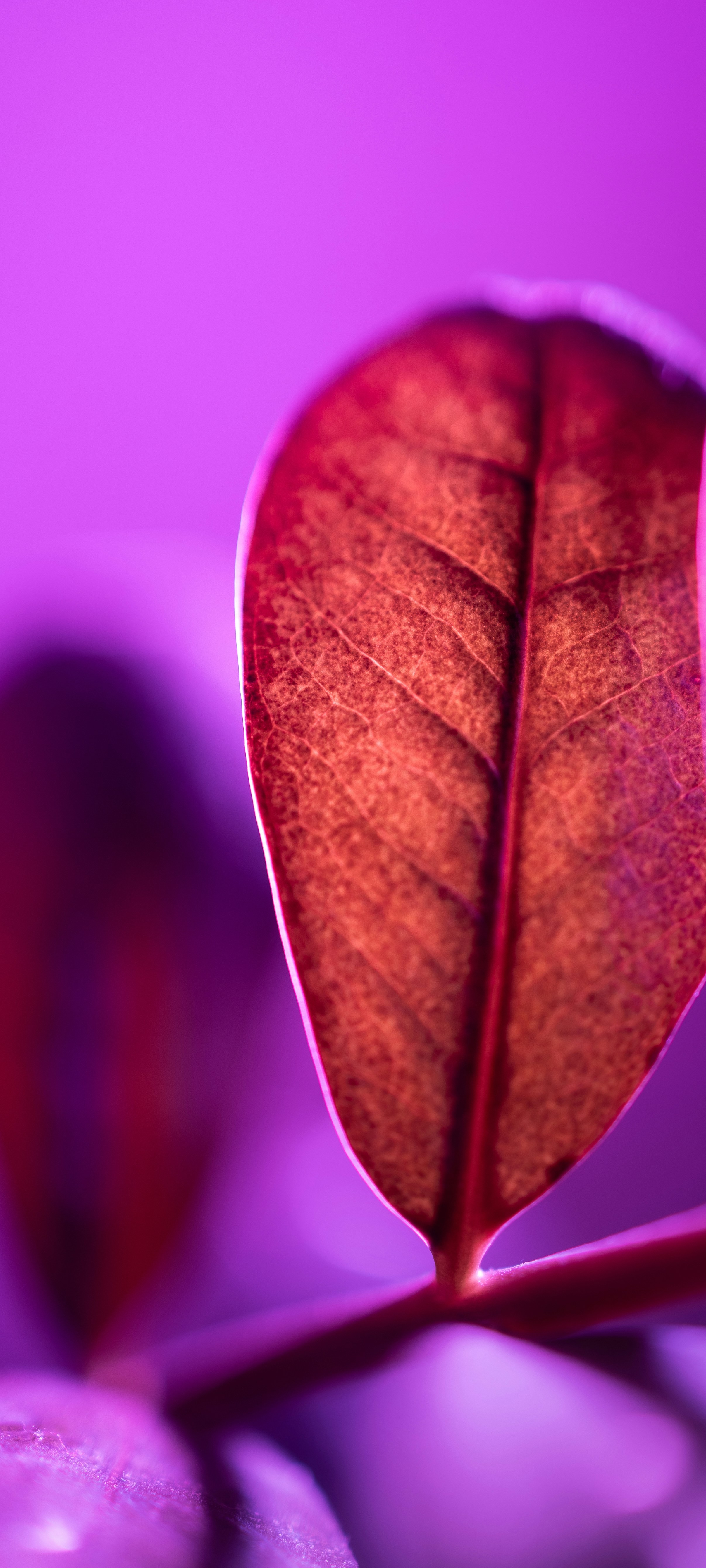 Wallpaper Weekly 31 2025 6